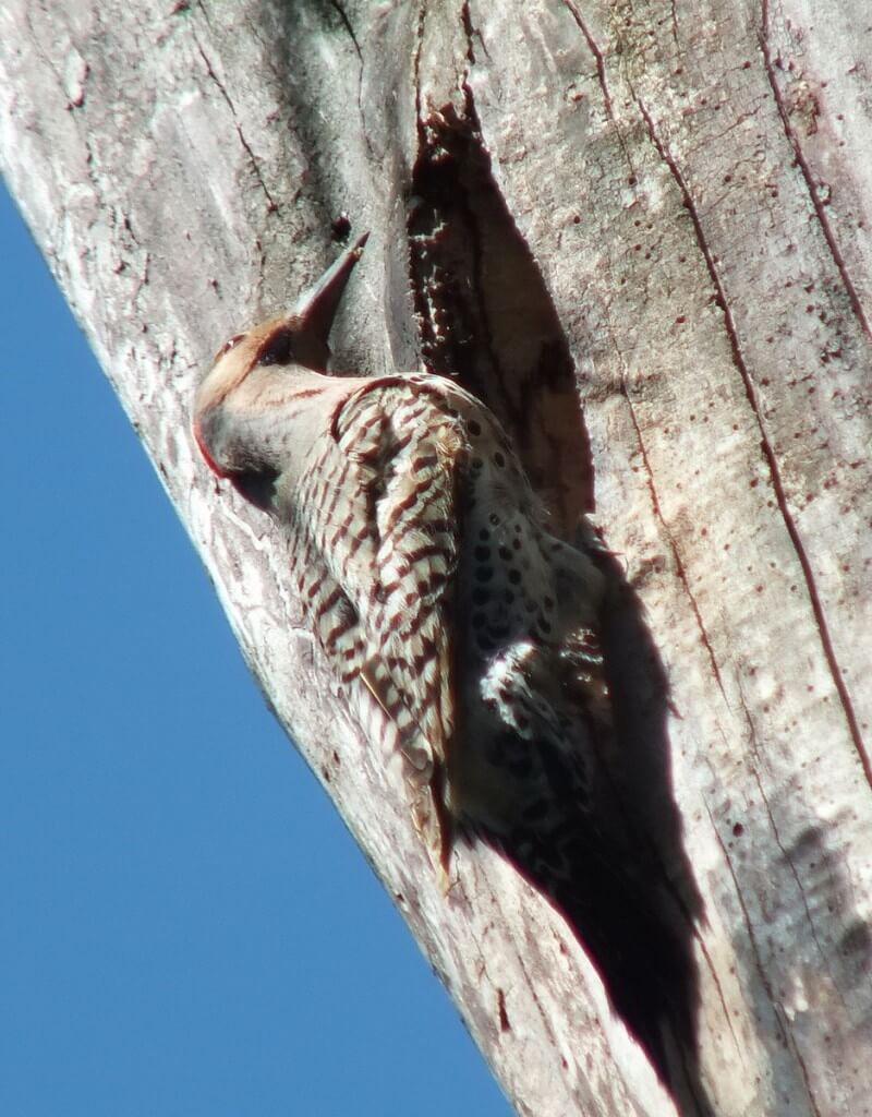 Northern Flicker on a tree in Thicksons Woods in Whitby, Ontario, Canada