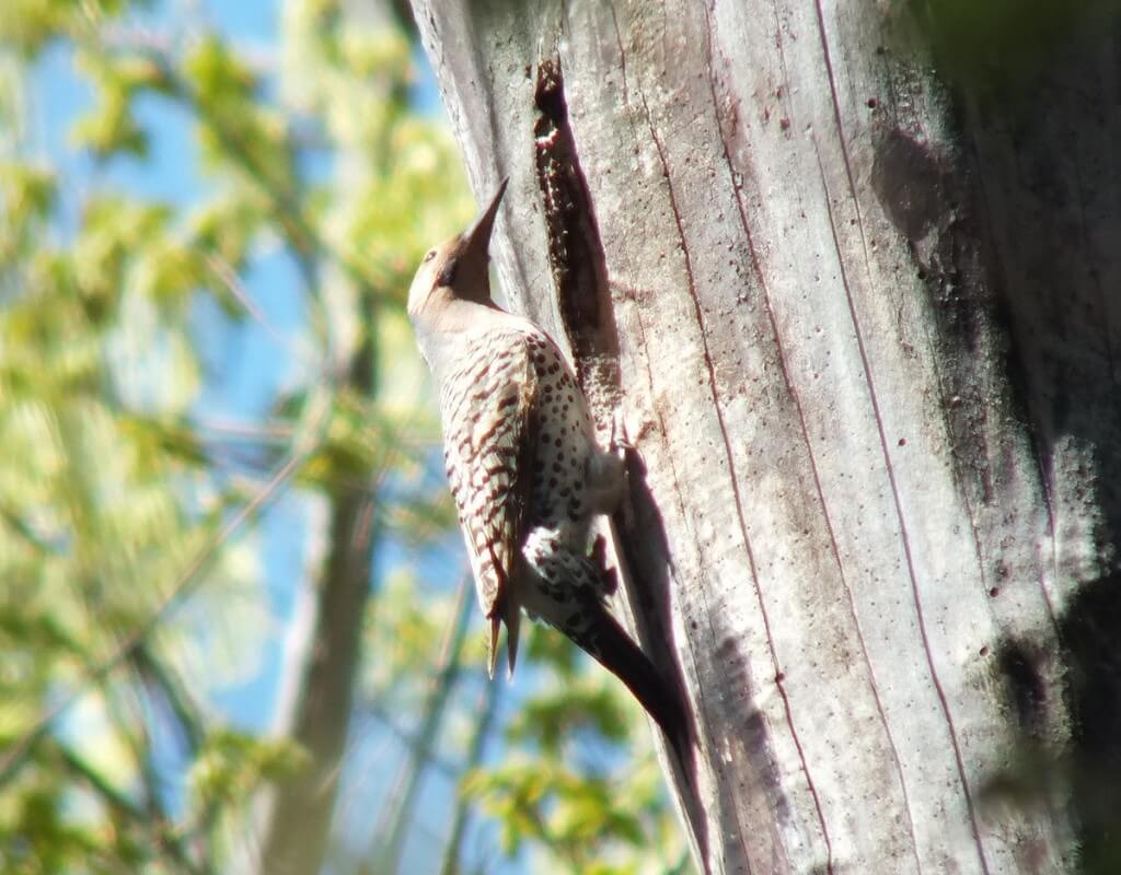 Northern Flicker on a tree in Thicksons Woods in Whitby, Ontario, Canada