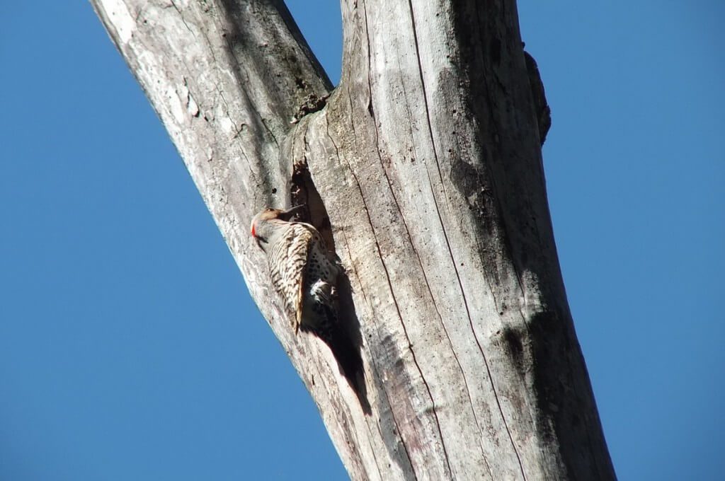 Northern Flicker on a tree in Thicksons Woods in Whitby, Ontario, Canada