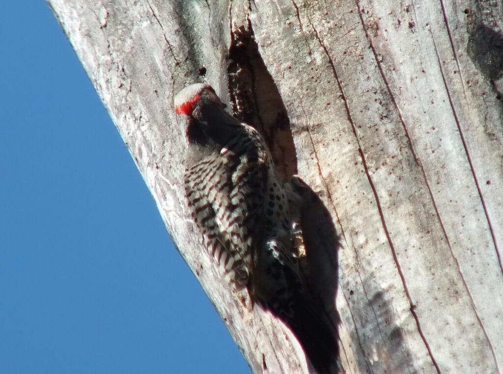 Northern Flicker on a tree in Thicksons Woods in Whitby, Ontario, Canada