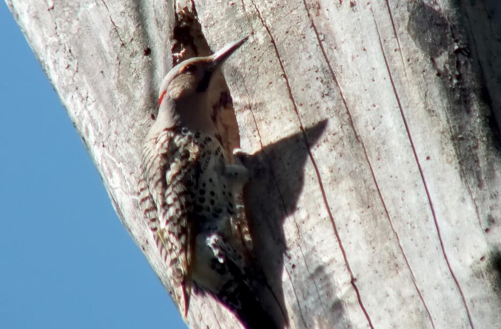Northern Flicker at Thicksons Woods in Whitby, Ontario, Canada
