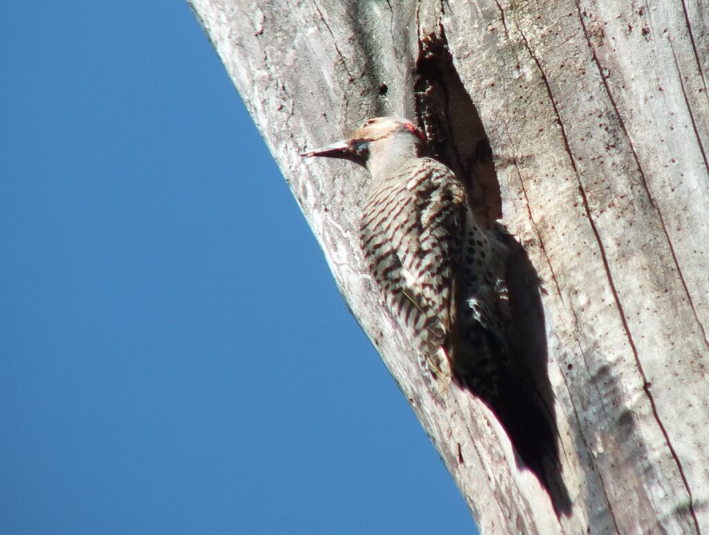 Northern Flicker on a tree in Thicksons Woods in Whitby, Ontario, Canada