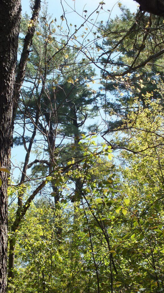 pine trees, Thicksons Woods, Whitby, Ontario