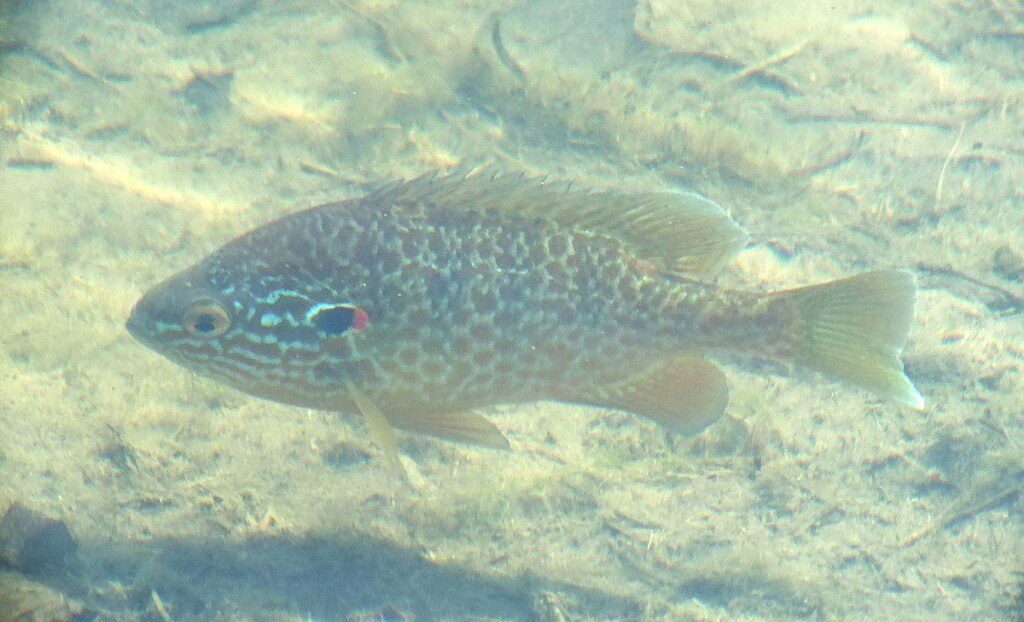 pumpkinseed fish - milliken park pond - toronto - ontario