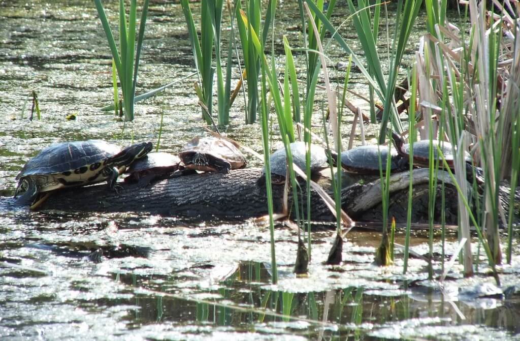 red eared slider and midland painted turtles - milliken park - toronto -- ontario