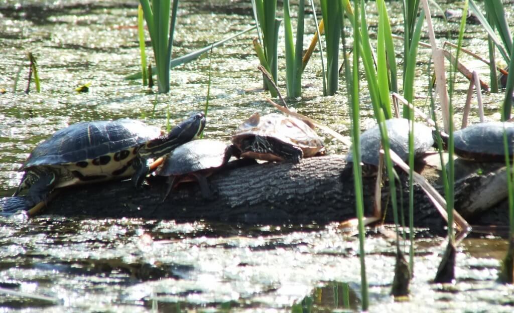 red eared slider --- midland painted turtles - milliken park pond - toronto - ontario