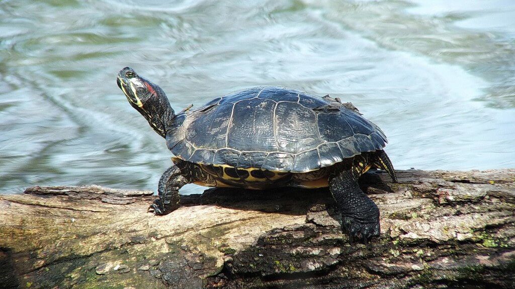 Various Types of Turtles We Have Sighted Across Ontario