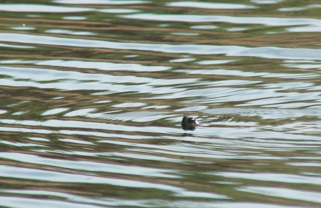 red-eared slider turtle - swims in pond at milliken park - toronto - ontario - canada