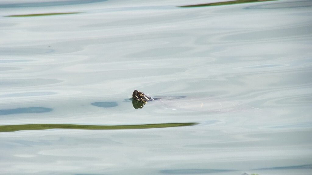 red-eared slider turtle - swims in pond - milliken park - toronto - ontario - canada