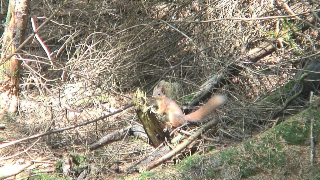 An image of a red squirrel near the Poulanass Waterfall in Wicklow Mountains National Park, County Wicklow, Ireland. Photography by Frame To Frame - Bob and Jean.