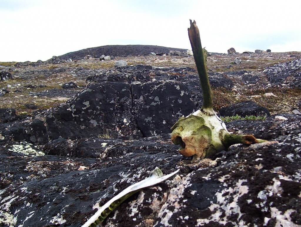 rock and strewn bones - kerkerten island - nunavut - canada