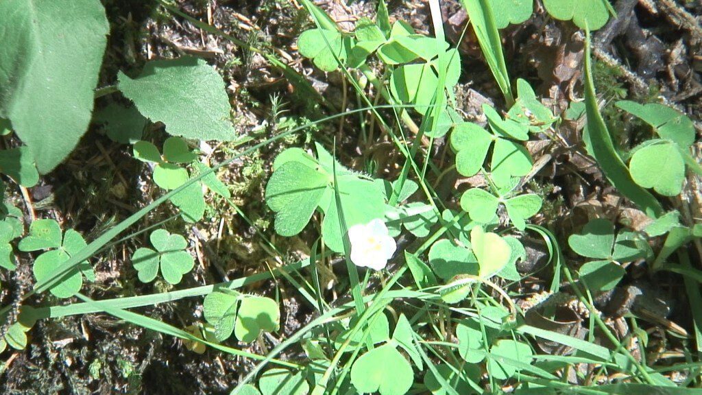 An image of shamrocks growing in the Wicklow Mountains National Park, County Wicklow, Ireland. Photography by Frame To Frame - Bob and Jean.