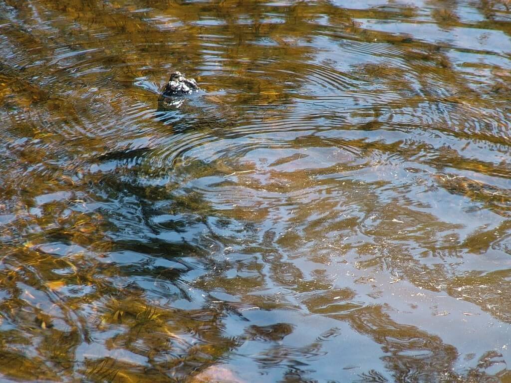 snapping turtle head - oxtongue lake - ontario - canada