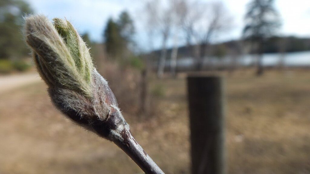 spring bud on a tree - oxtongue lake - ontario