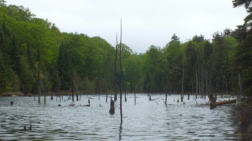 swamp near oxtongue lake - ontario - canada
