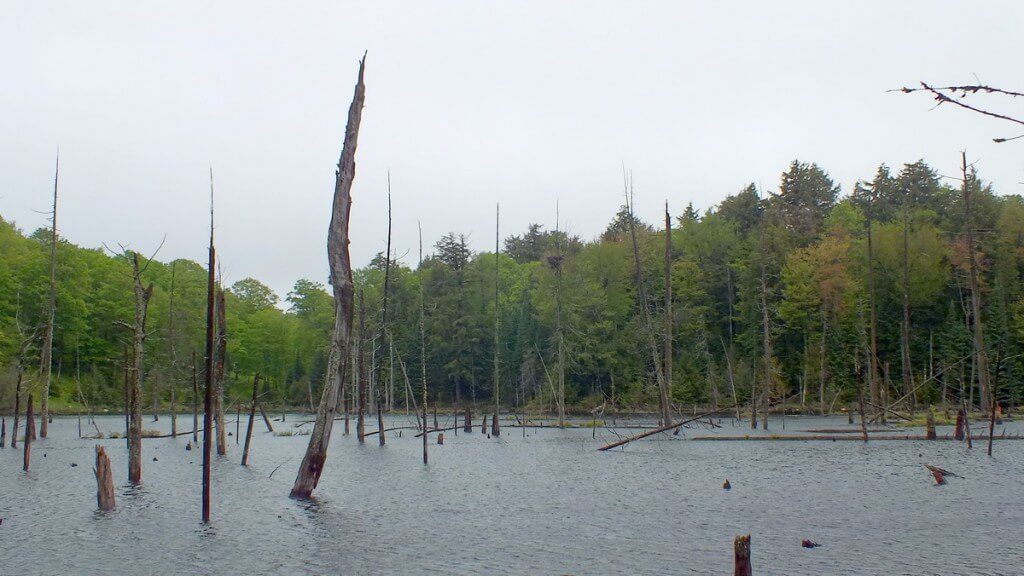 swamp - oxtongue lake - ontario - canada