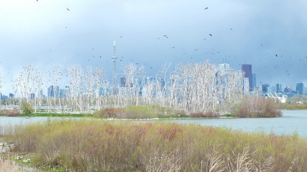 Toronto skyline viewed from Tommy Thompson Park, in Toronto, Ontario, Canada.