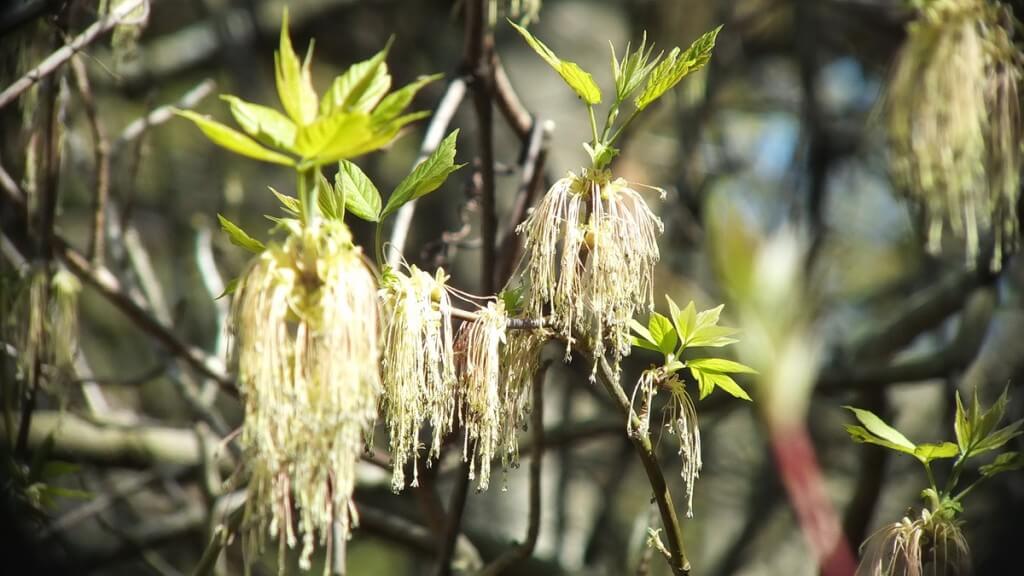 tree blossoms in thicksons woods - whitby - ontario