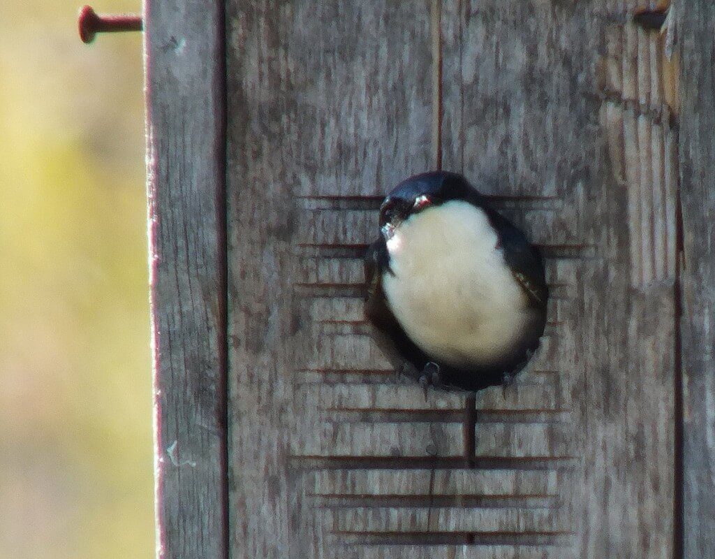 tree swallow - looks at me from bird house - - thicksons woods meadow - whitby - ontario
