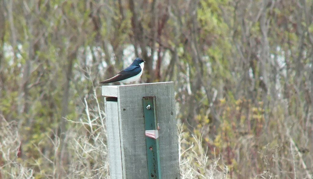 tree swallow - tommy thompson park - toronto - ontario