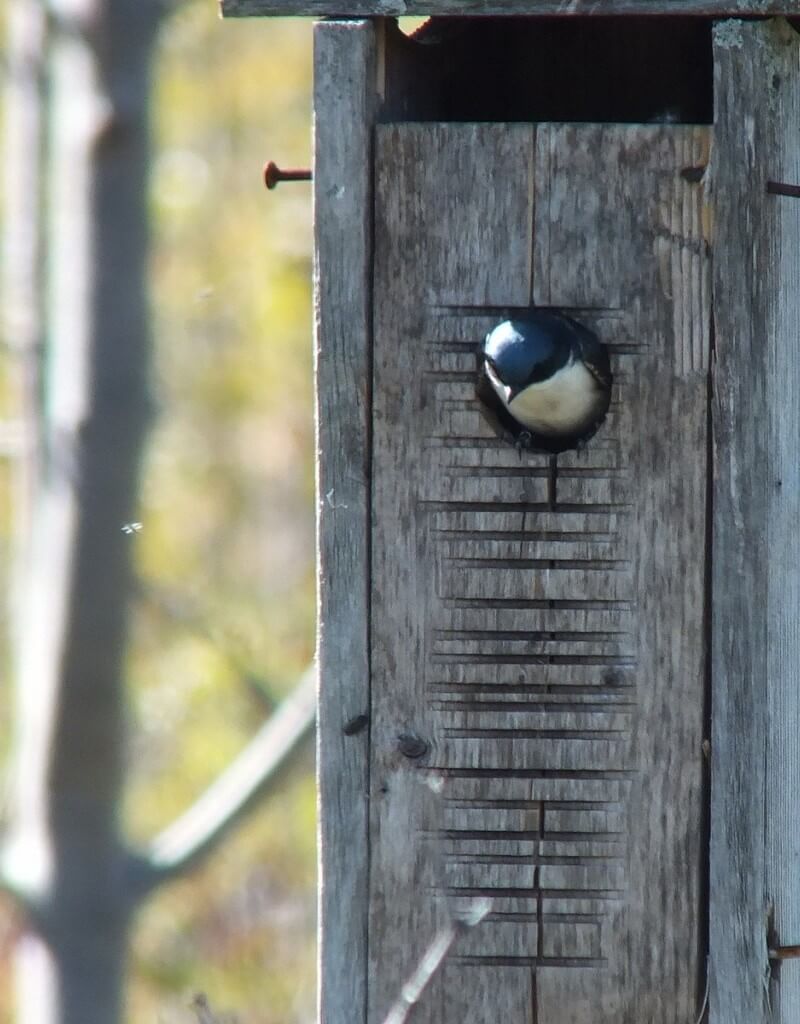 tree swallow - watches flying bug - - thicksons woods meadow - whitby - ontario