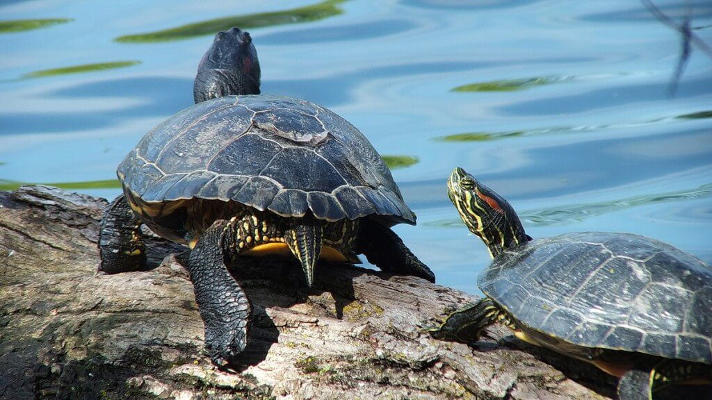 Various Types of Turtles We Have Sighted Across Ontario