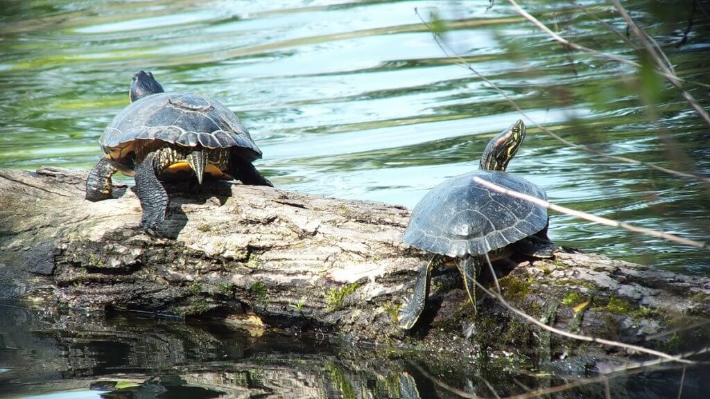 Various Types of Turtles We Have Sighted Across Ontario