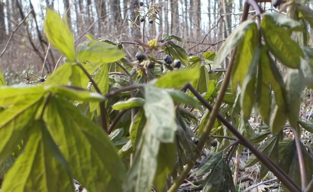 unknown wildflower at Beamer Memorial Conservation Area - Grimsby