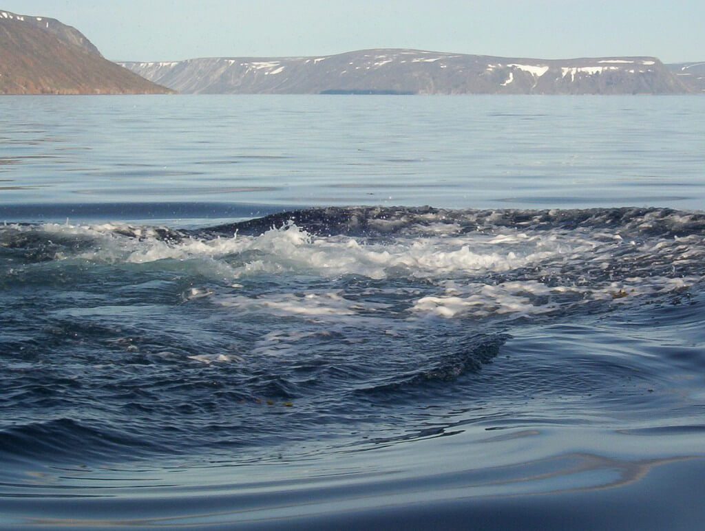 wake from bowhead whale after it dived - off baffin island - nunavut