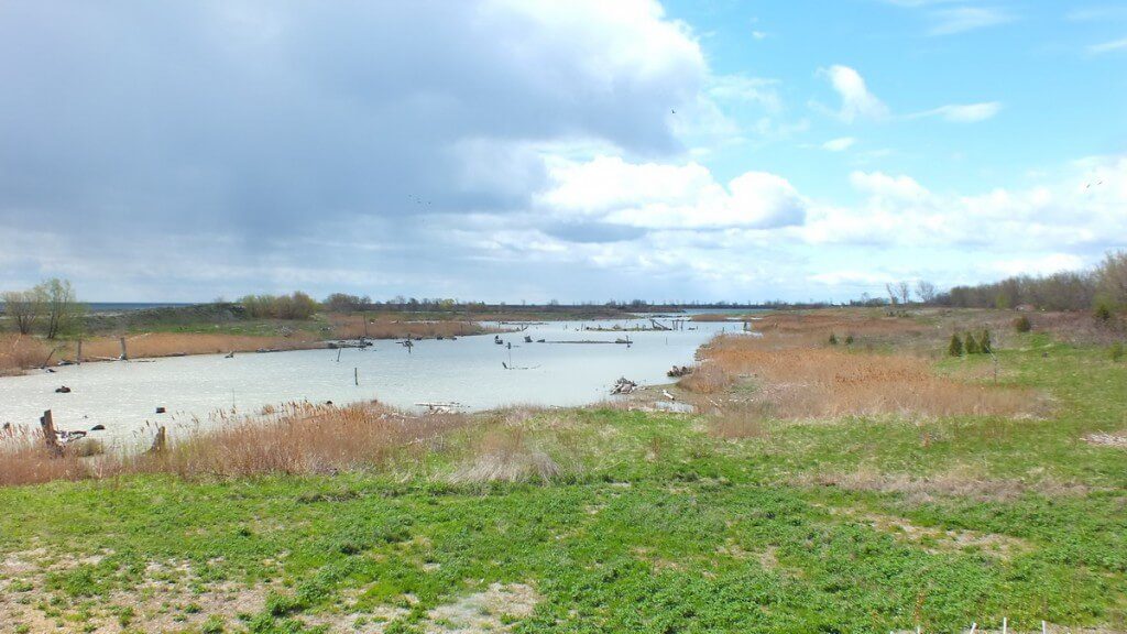 Wetlands at Tommy Thompson Park in Toronto, Ontario, Canada