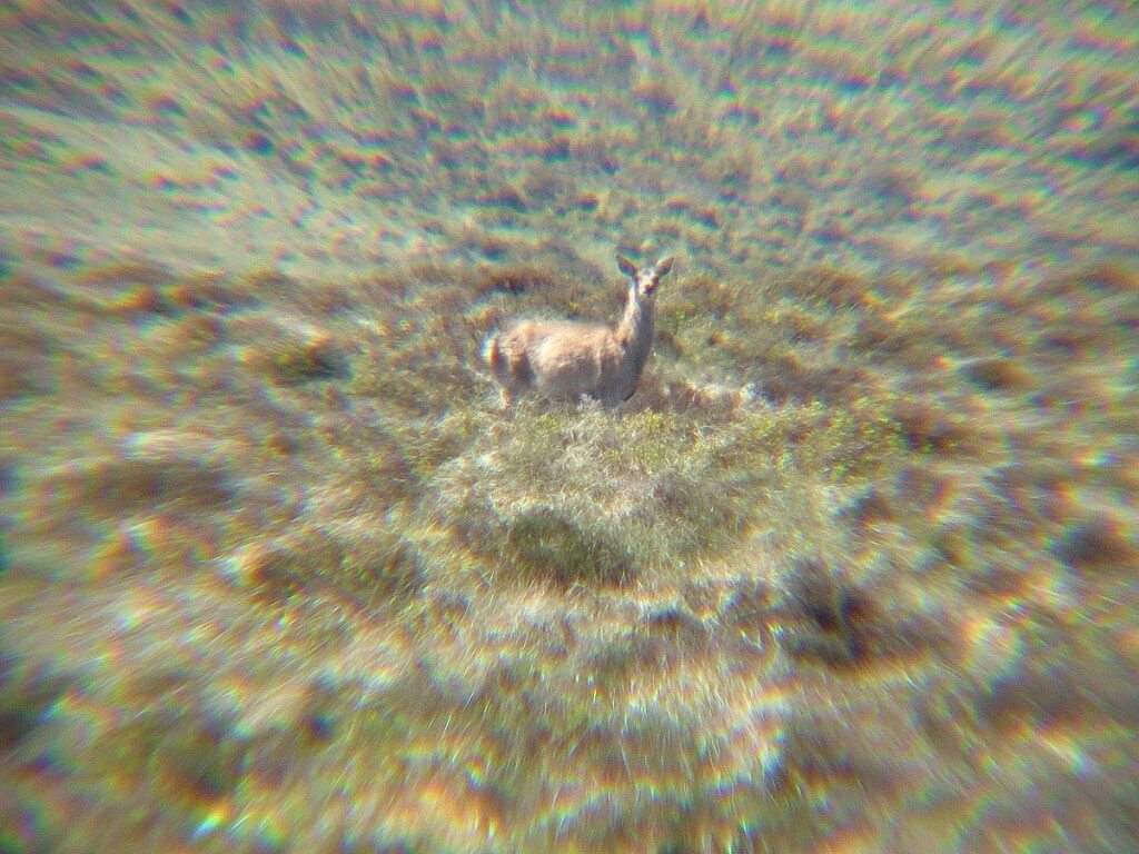 wild deer - along spinc hiking trail gives us a look - wicklow mountains national park - ireland