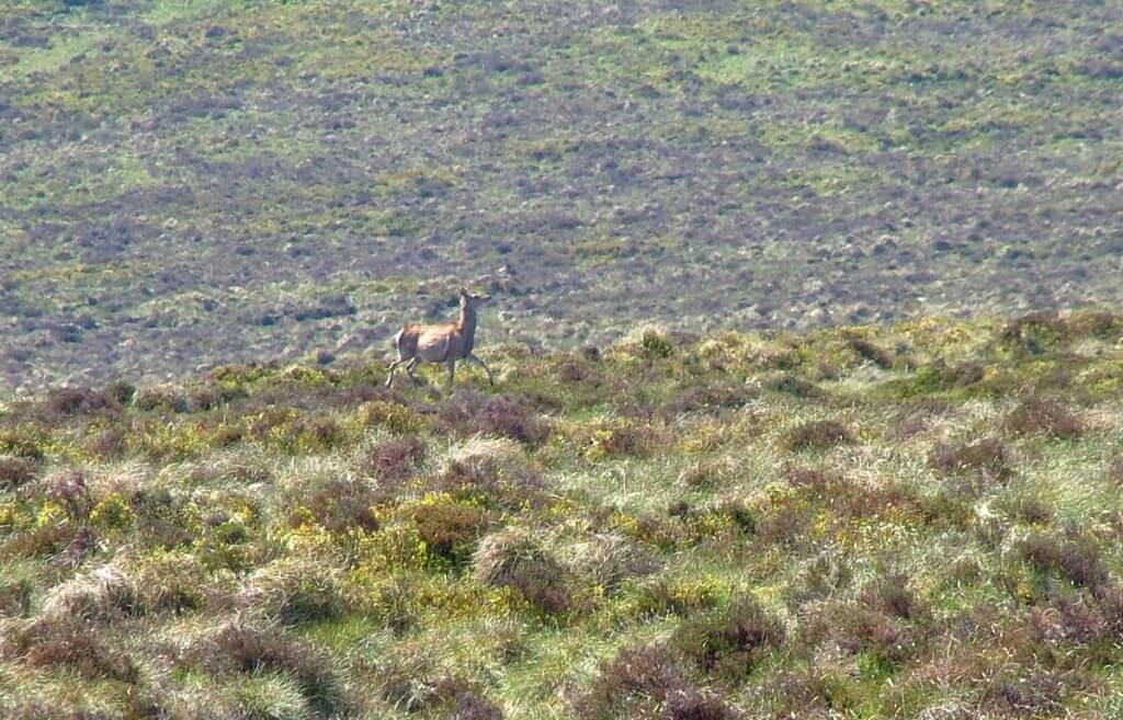 wild deer - along the spinc hiking trail - wicklow mountains - ireland