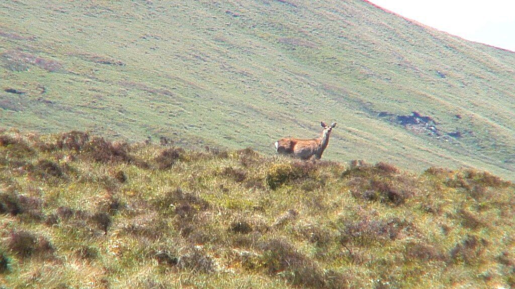 wild deer - on wicklow way hiking trail - wicklow mountains - ireland
