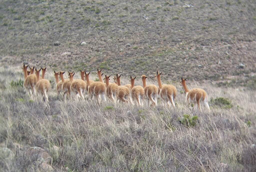 wild vicuna - nazca - peru
