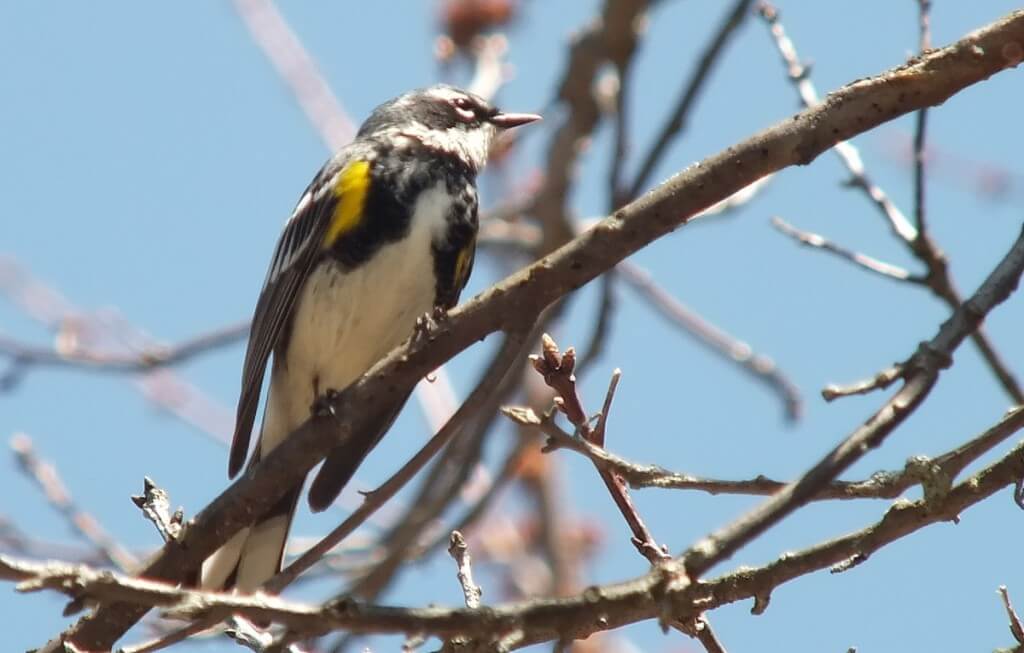 yellow rumped warbler - myrthle version - looks forward in tree - oxtongue lake - ontario
