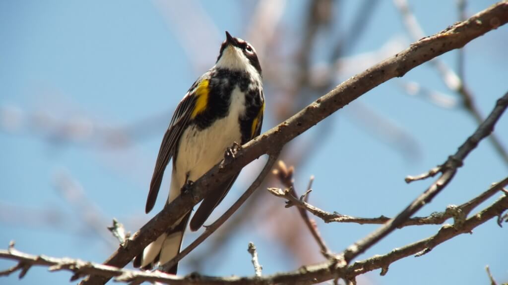 yellow rumped warbler - myrthle version - looks upwards in tree - oxtongue lake - ontario