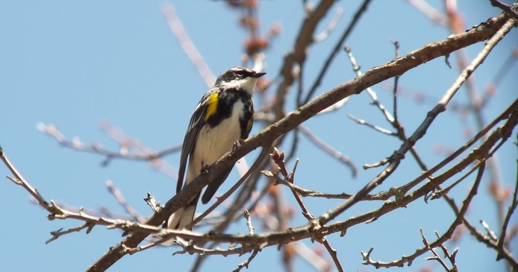 yellow rumped warbler - myrthle version - sitting in a tree - oxtongue lake - ontario