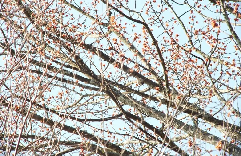 yellow rumped warbler - myrthle version - somewhere in a tree - oxtongue lake - ontario