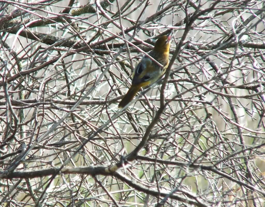 Baltimore Oriole female, back - Second Marsh - Oshawa - Ontario
