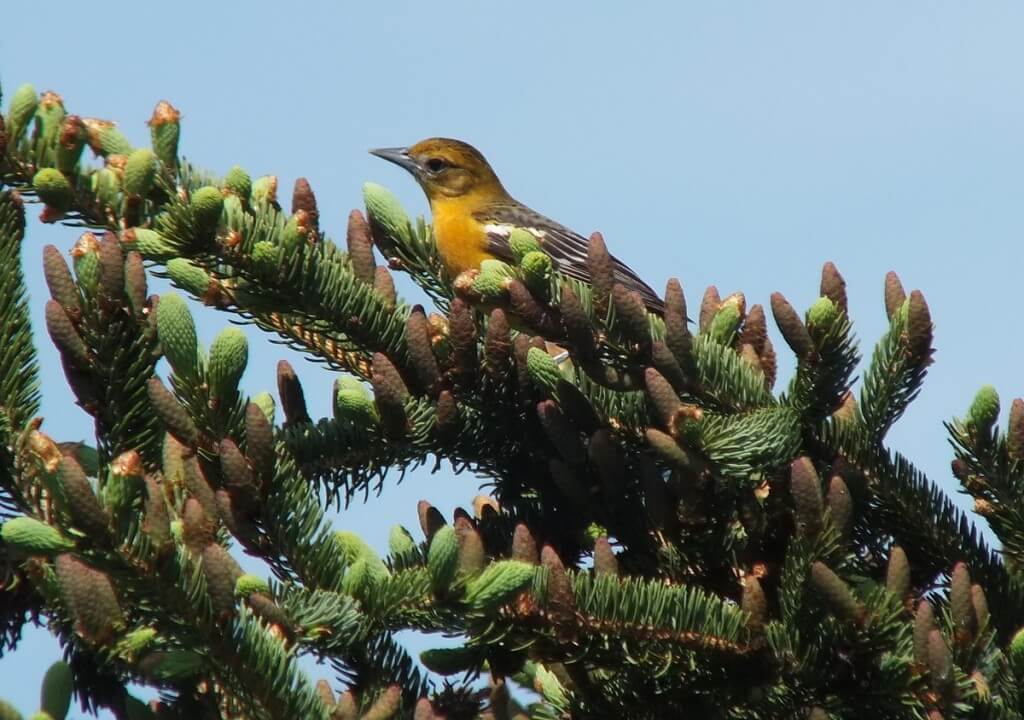 Baltimore Oriole female in spruce tree - Second Marsh - Oshawa - Ontario
