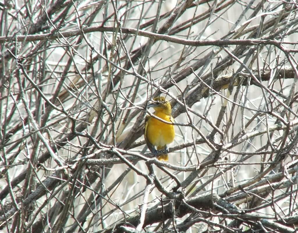 Baltimore Oriole female in thicket - Second Marsh - Oshawa - Ontario
