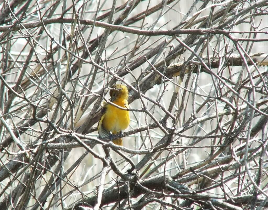 Baltimore Oriole female in thicket - Second Marsh - Oshawa - Ontario