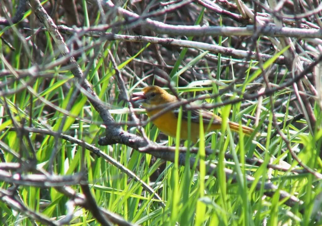Baltimore Oriole female, sticks out tongue - Second Marsh - Oshawa - Ontario