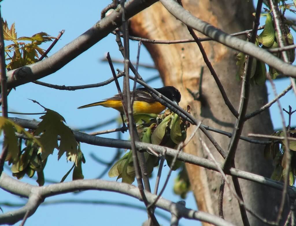 Baltimore Oriole male, eating - Second Marsh - Oshawa - Ontario