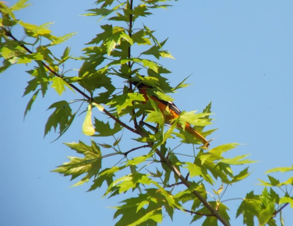 Baltimore Oriole male hiding in maple tree - Second Marsh - Oshawa - Ontario