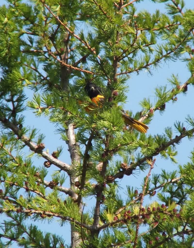 Baltimore Oriole male in tamarack tree - Second Marsh - Oshawa - Ontario