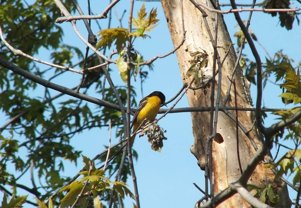 Baltimore Oriole male, ready to eat - Second Marsh - Oshawa - Ontario