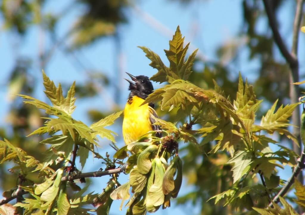 Baltimore Oriole male, sings - Second Marsh - Oshawa - Ontario