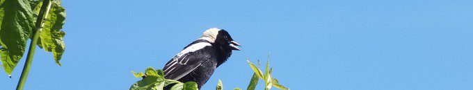 Bobolink - looks forward atop green tree - forks of the credit provincial park - ontario
