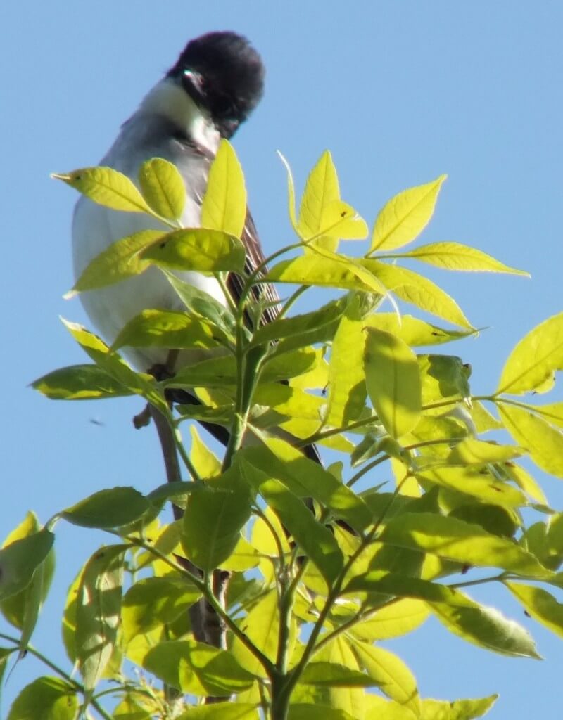 Eastern Kingbird - is curious - Second Marsh - Oshawa - Ontario